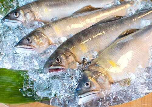 馬瀬川上流鮎 天然鮎　落ち鮎